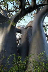 D& 39 énormes racines de baobab, Mozambique