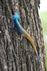 Common agama Matopos National Park, Zimbabwe