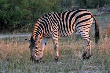 Plains zebra, Equus quagga, Hwange National Park, Zimbabwe