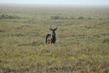 male Waterbuck, Kobus ellipsiprymnus, Gorongosa National Park, Mozambique