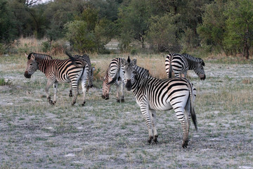 Fototapeta na wymiar Plains zebra, Equus quagga, Hwange National Park, Zimbabwe