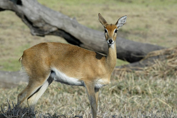 Naklejka na ściany i meble Steenbok, Raphicerus campestris ,Gorongosa National Park, Mozambique