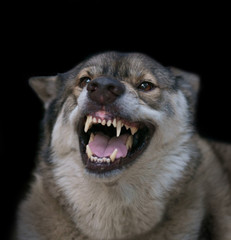 Wolf / Portrait of wolf on black background.