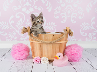Kitten in wooden basket