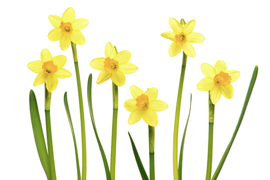 Daffodils on a white background