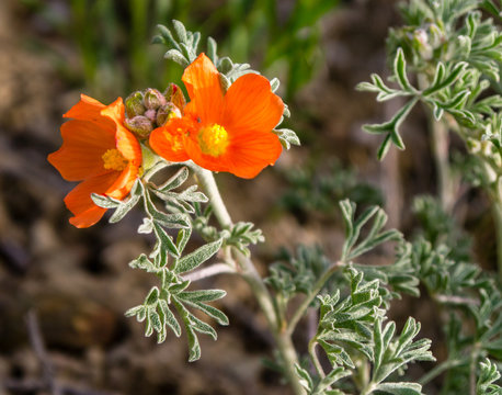 Scarlet Globemallow Blooming in the High Desert