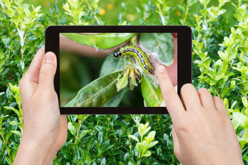 farmer photographs larva of insect pest on boxwood
