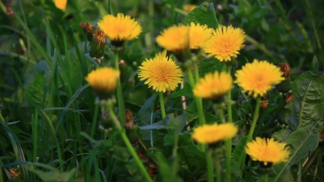 Group of yellow dandelions. Nature scene.