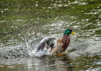 duck2
