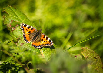 butterfly