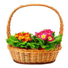 Fototapeta na wymiar Colored primroses in the basket