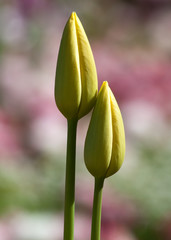 Tulpen zum Geburtstag