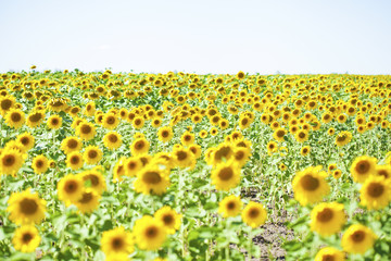 Obraz premium Field of sunflowers