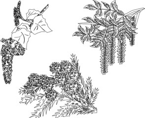 three spring tree branches sketches isolated on white - obrazy, fototapety, plakaty