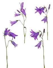 four isolated Spreading bellflowers