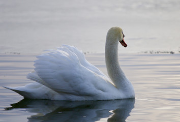 Beautiful background with a swan swimming in the lake