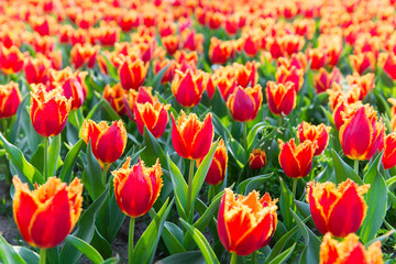 Tulip. Beautiful bouquet of tulips. colorful tulips.
