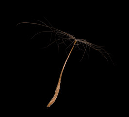 large seed of dandelion isolated on black