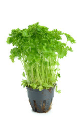 Bunch of fresh parsley isolated