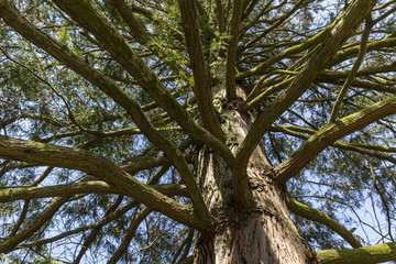 cypress tree trunk with branches in afternoon sun