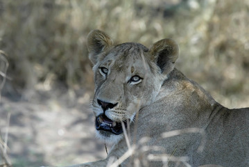 portrait of a lioness, Gorongosa National Park, Mozambique