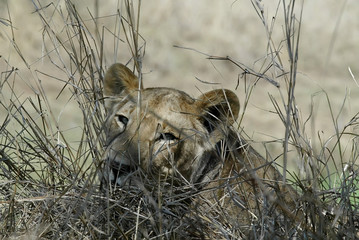 portrait of a lioness, Gorongosa National Park, Mozambique