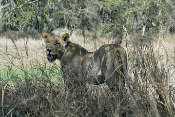 portrait of a lioness, Gorongosa National Park, Mozambique