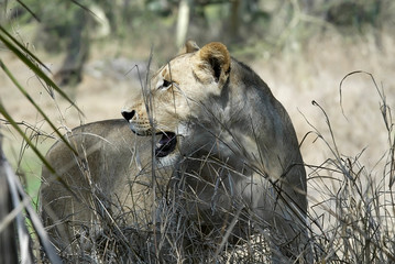 portrait of a lioness, Gorongosa National Park, Mozambique