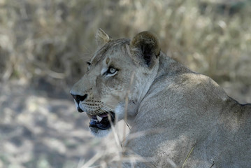 portrait of a lioness, Gorongosa National Park, Mozambique