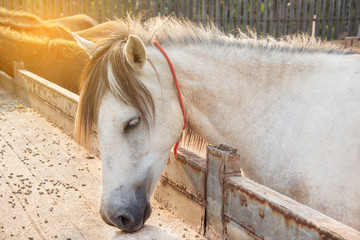 horse eating