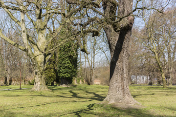 stately trees in the park