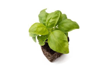 Pianta di basilico su fondo bianco