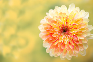 Dahlia flowers close up for yellow background.