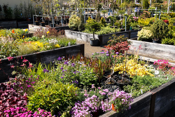 Angebot einer Baumschule Verkauf