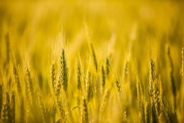 Ripe wheat
