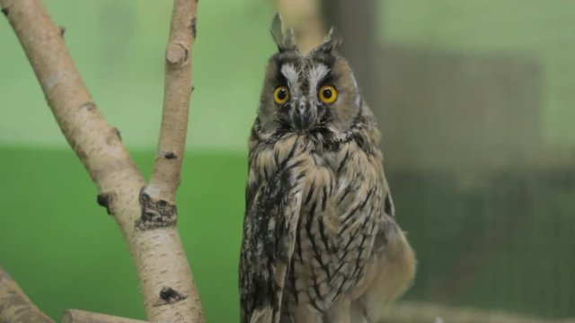 Close-up of an owl looking at the camera and around, green key 3