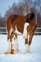 Draft horse and red border collie dog