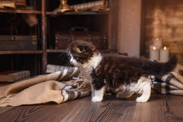 Obraz na płótnie Canvas Kitten scottish fold breed
