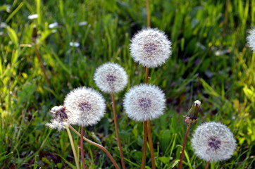 Overblown dandelion with seeds