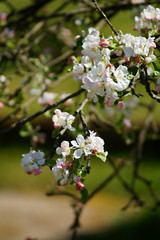 blühender Zweig eines Apfelbaums im Frühjahr