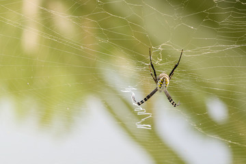 Close up spider on Cobweb