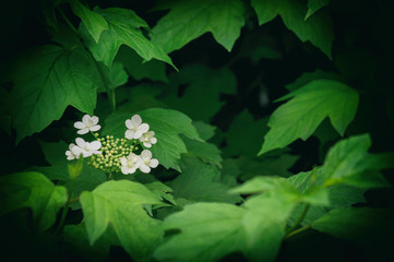 Viburnum - genus of woody flowering