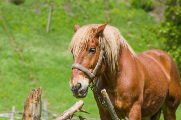 Portrait of draft horse in summer outdoor stall