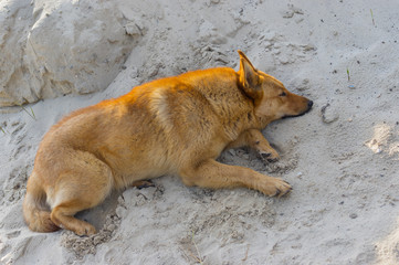 Cute mixed breed dog lying in the heap of sand