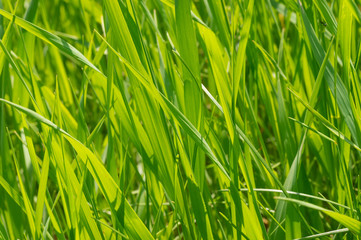 Obraz premium Blades of fresh grass close-up at spring season