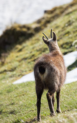 Chamois