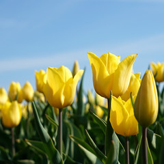 gelbe Tulpen auf einem Feld im Frühling