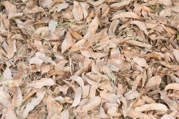 dry mango leaves background