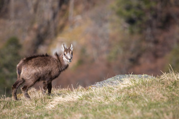 Chamois