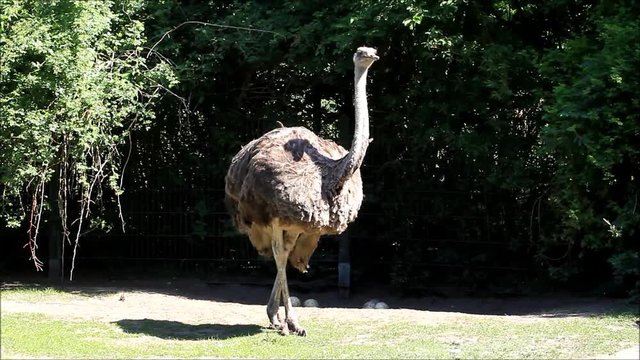 great ostrich in a park